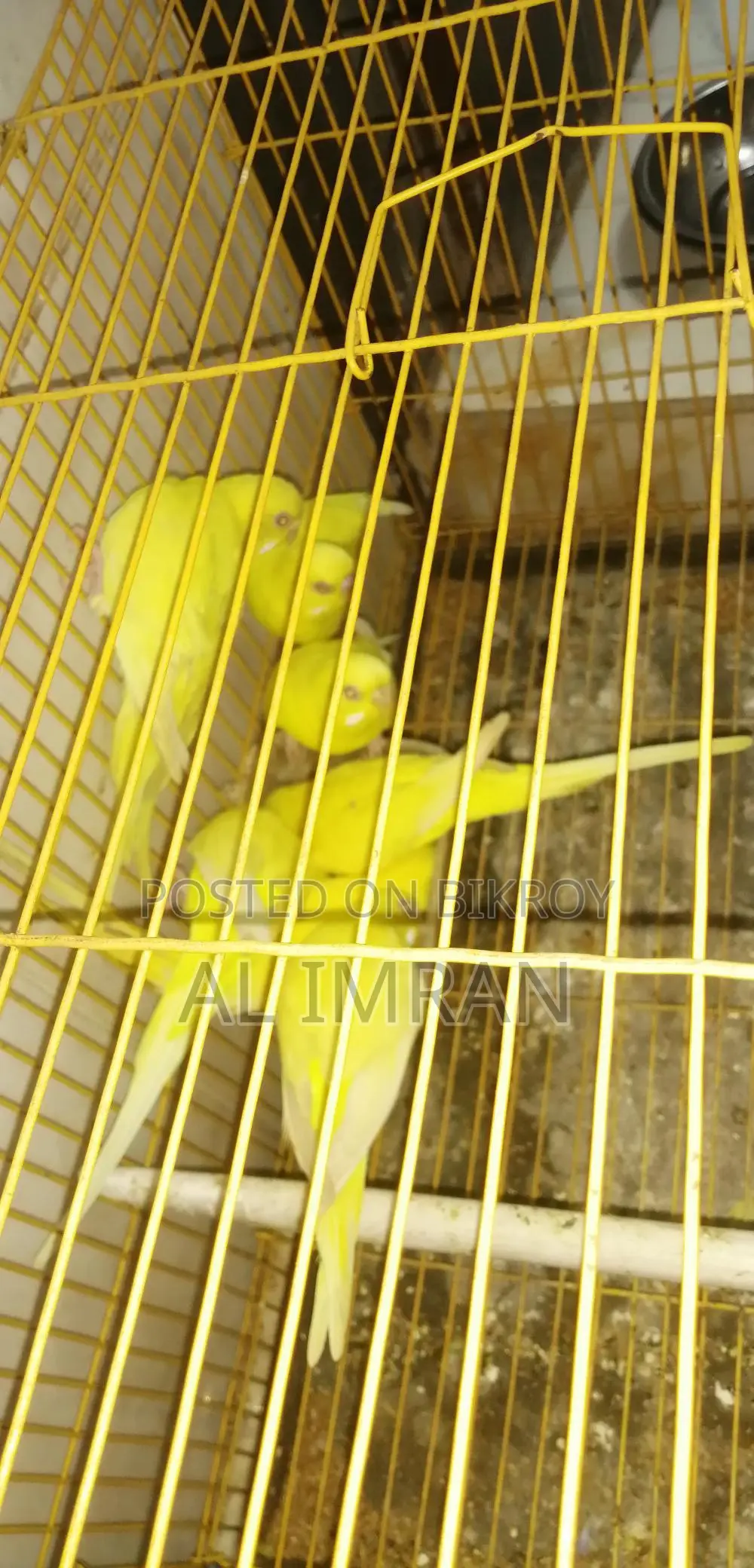 Lutino Budgerigar