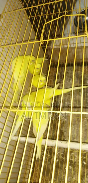 Lutino Budgerigar