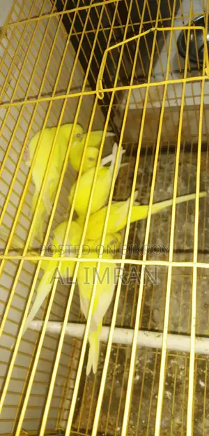 Lutino Budgerigar