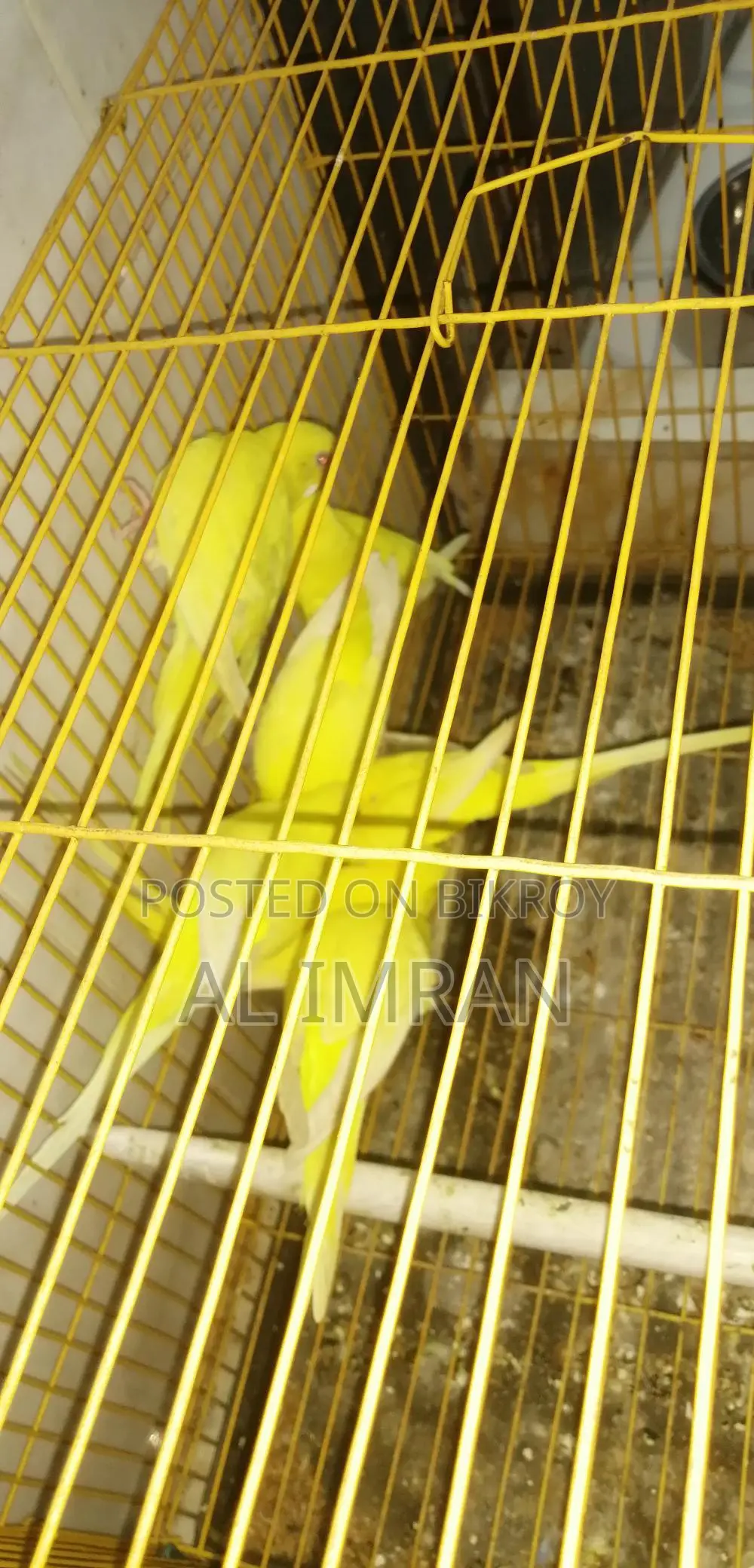 Lutino Budgerigar