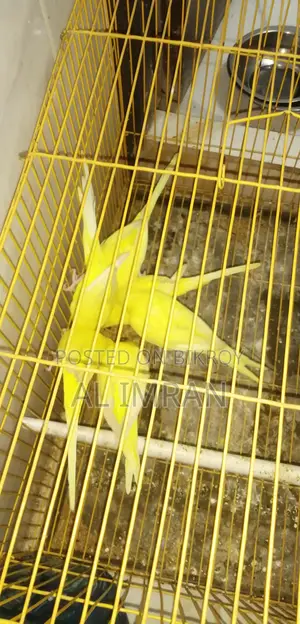 Lutino Budgerigar