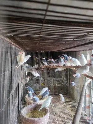 Java Finches
