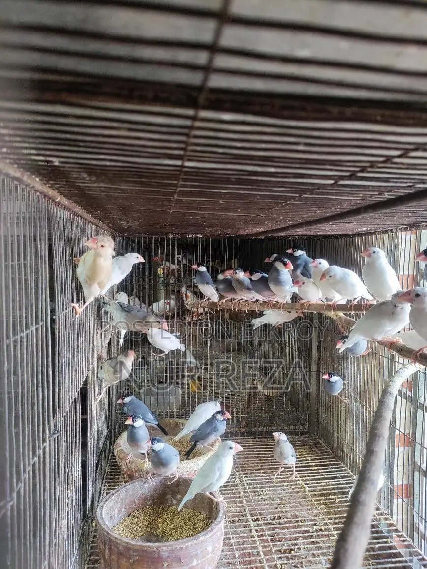 Java Finches