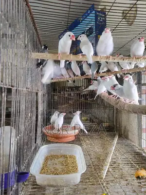Java Finches