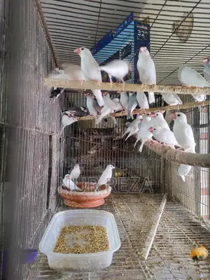 Java Finches