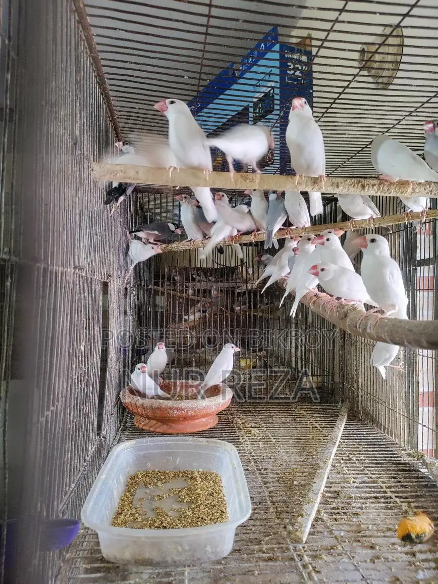 Java Finches