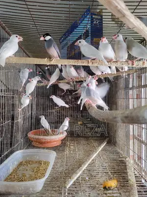 Java Finches