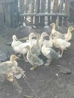 রাজহাঁসের বাচ্চা বিক্রি করা হবে