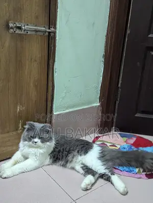 Persian male cat for sale