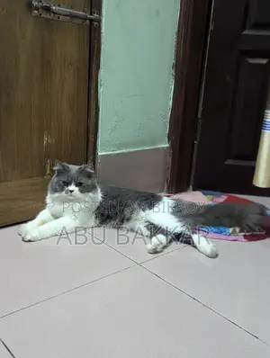 Persian male cat for sale