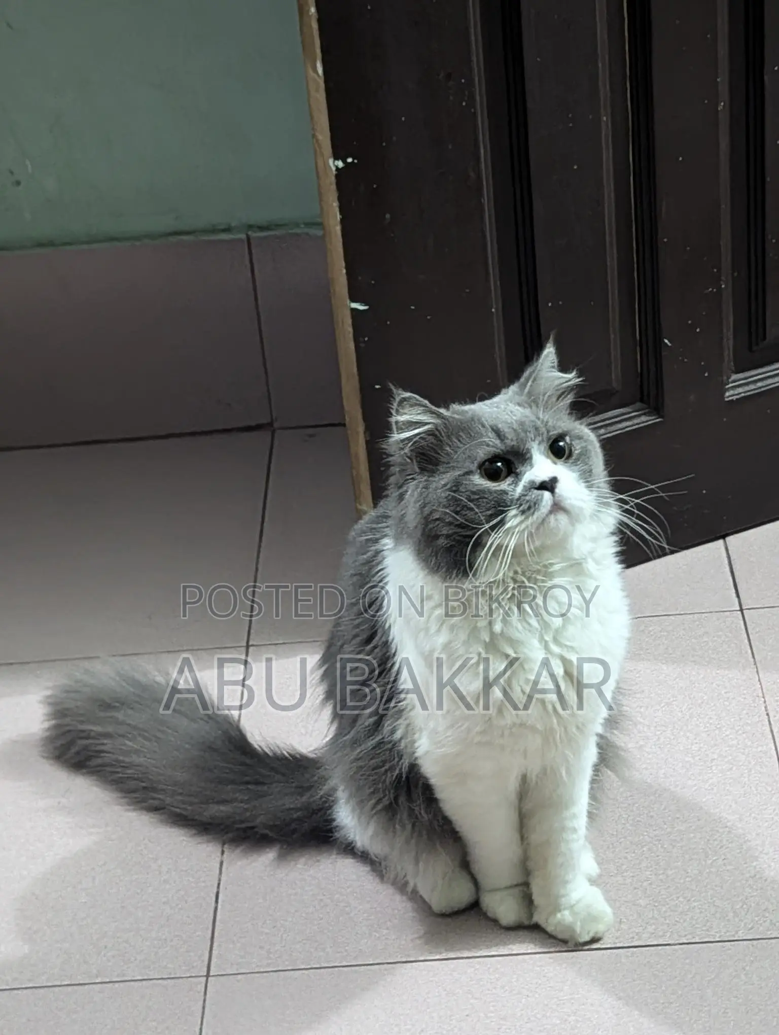 Persian male cat for sale