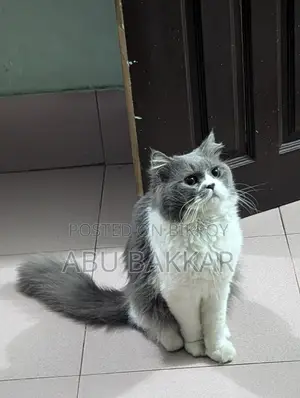 Persian male cat for sale