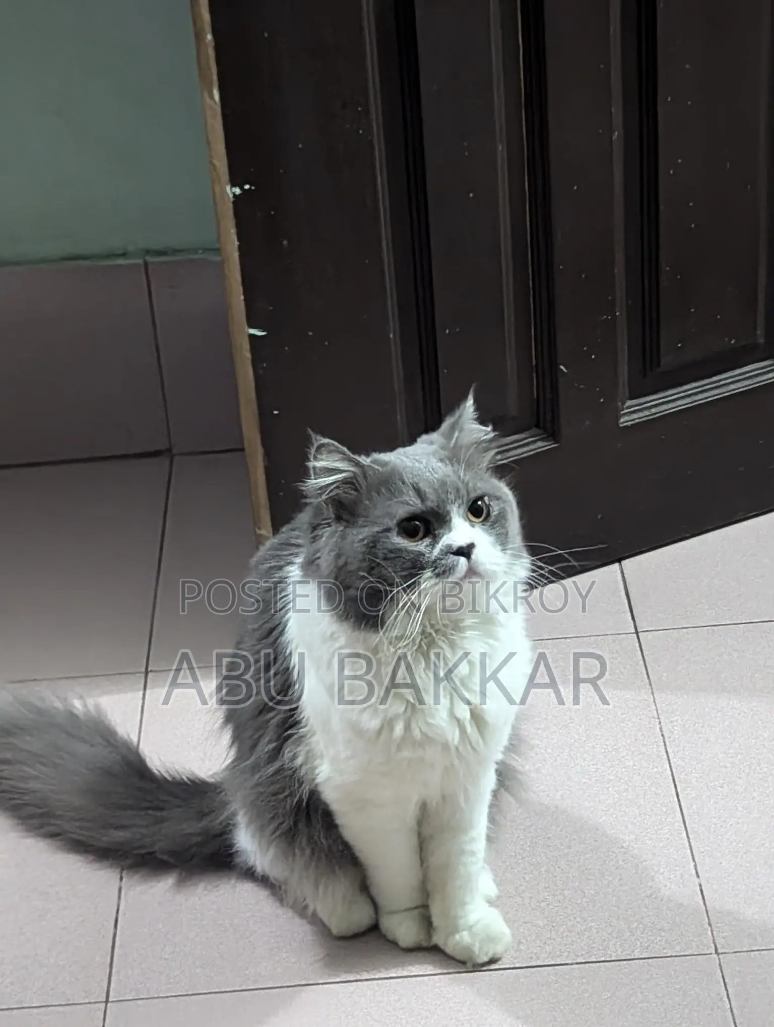 Persian male cat for sale