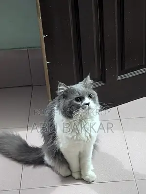 Persian male cat for sale