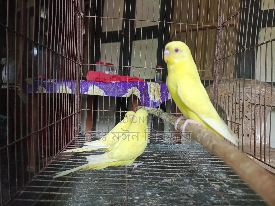 Budgerigar Bird