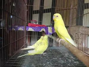 Budgerigar Bird