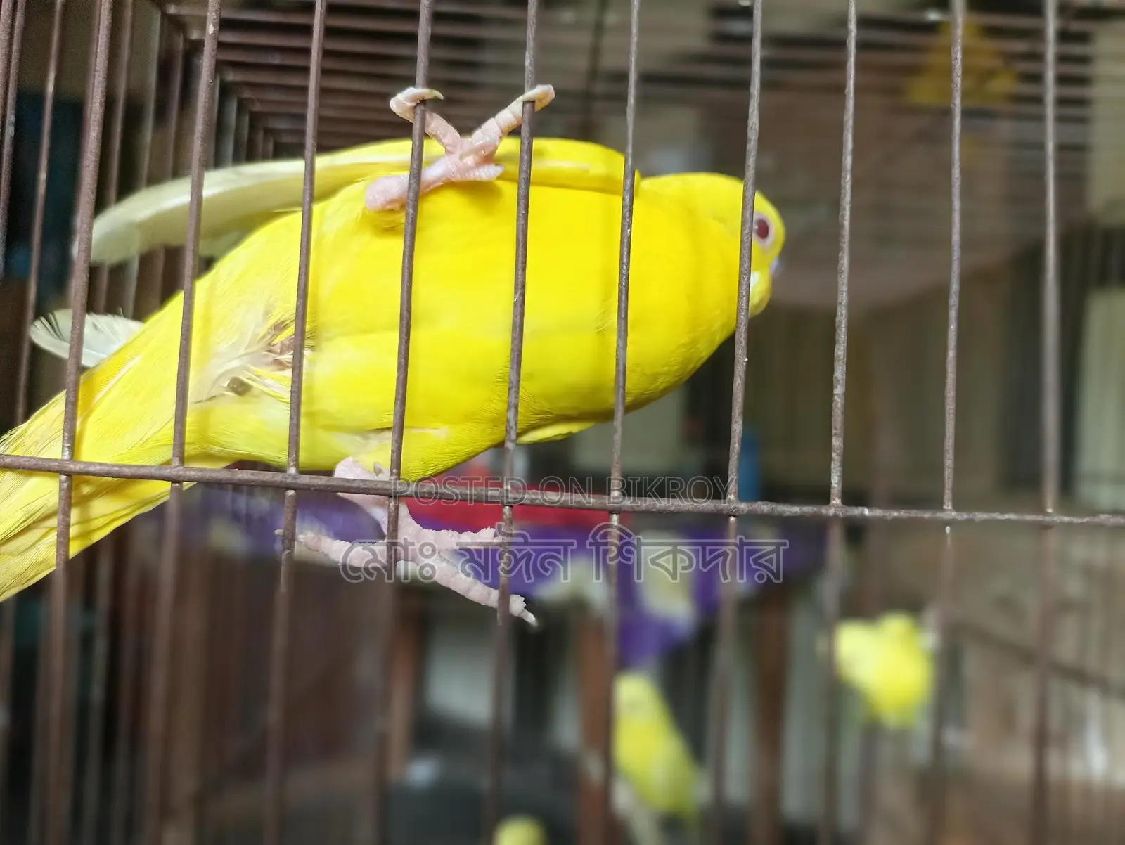 Budgerigar Bird