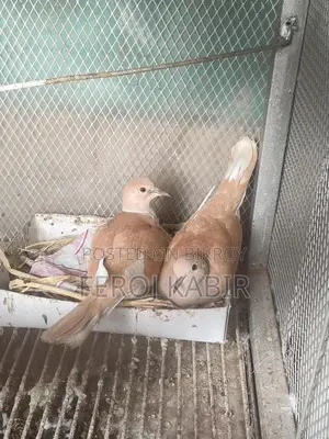 অস্ট্রেলিয়ান ঘুঘু