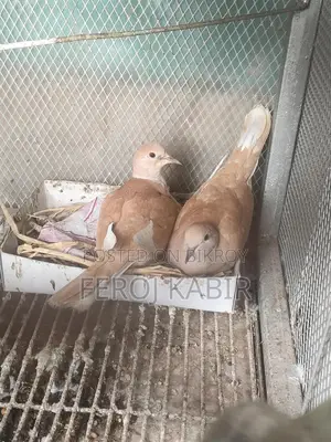 অস্ট্রেলিয়ান ঘুঘু