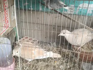 অস্ট্রেলিয়ান ঘুঘু