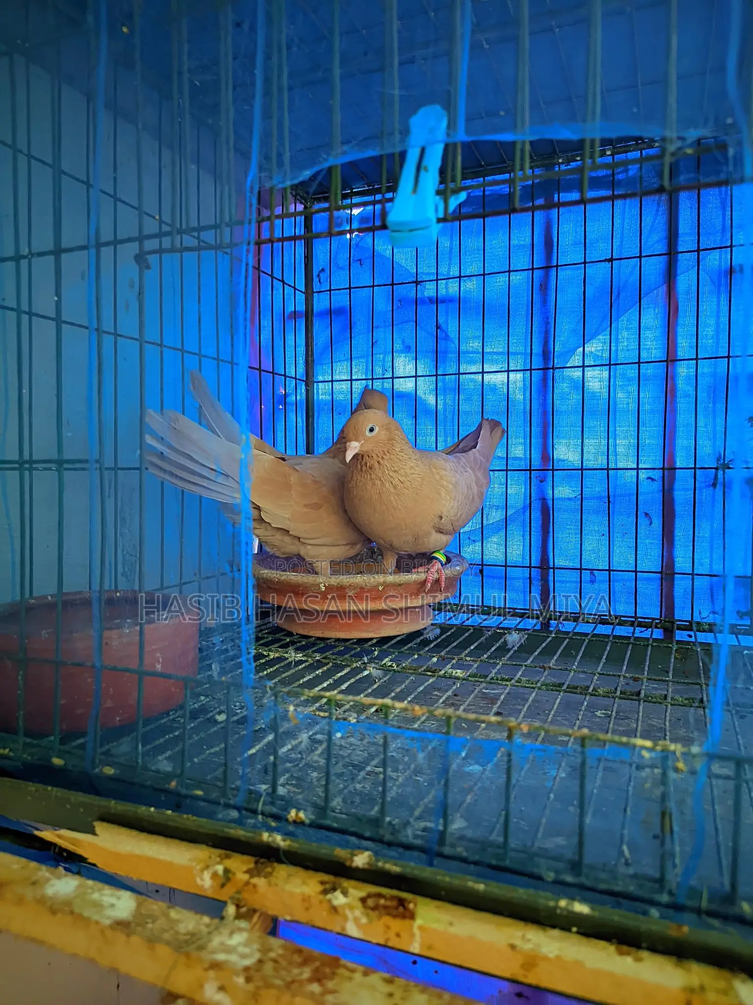 A pair of running Gia Chulli pigeons for sale
