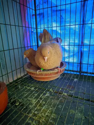 A pair of running Gia Chulli pigeons for sale