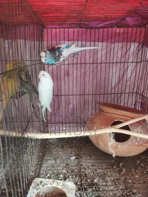 বাজিগর লাভ বার্ড