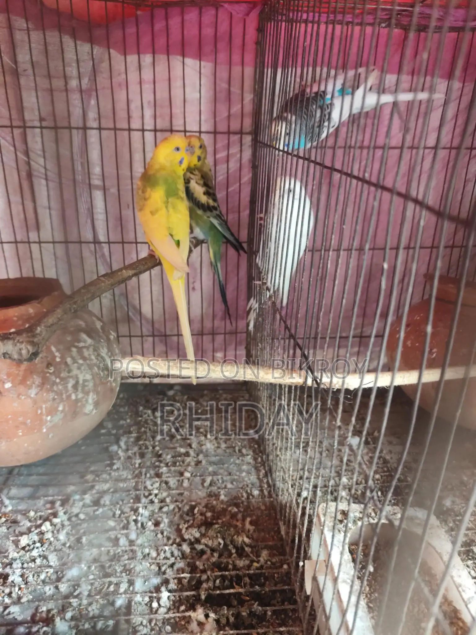 বাজিগর লাভ বার্ড