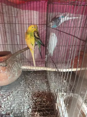 বাজিগর লাভ বার্ড