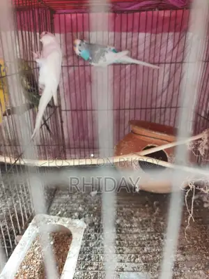 বাজিগর লাভ বার্ড