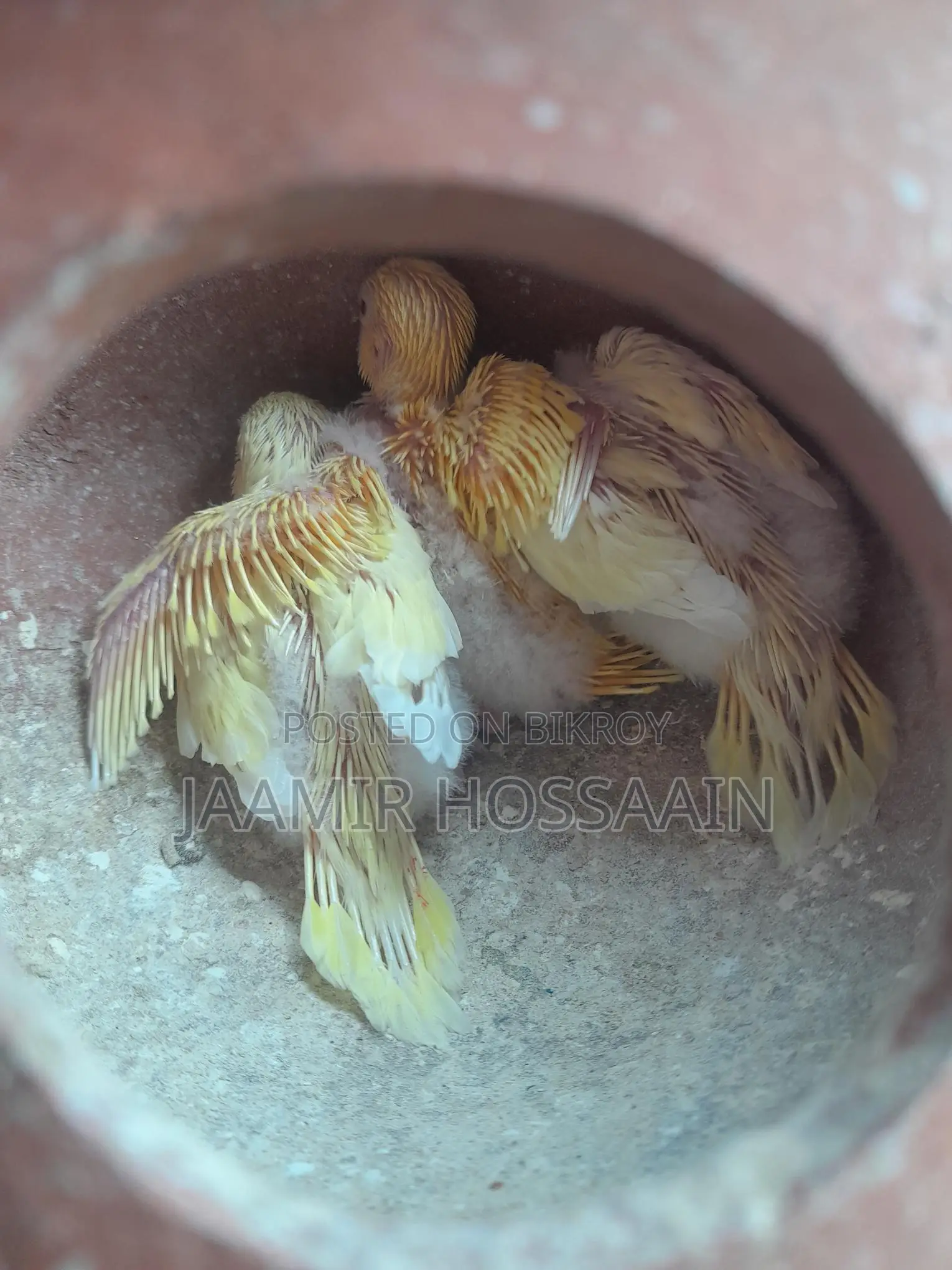 Budgerigar