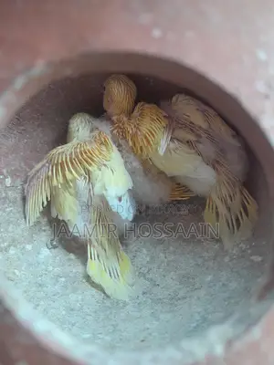 Budgerigar