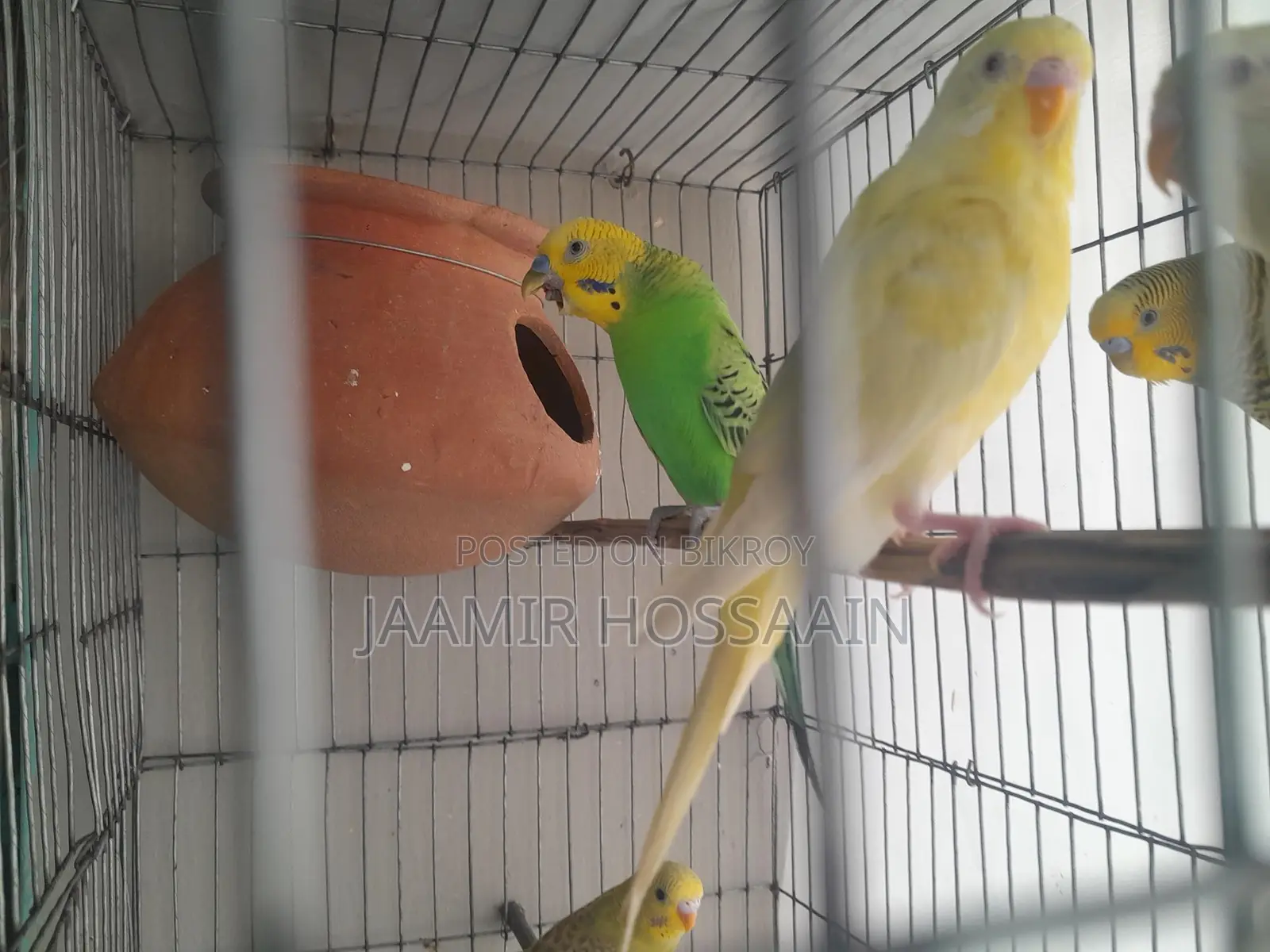 Budgerigar