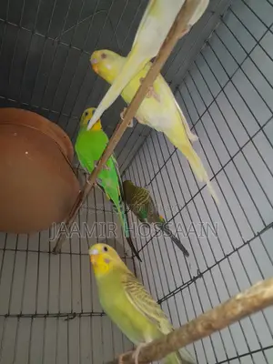 Budgerigar