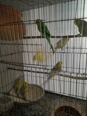Budgerigar