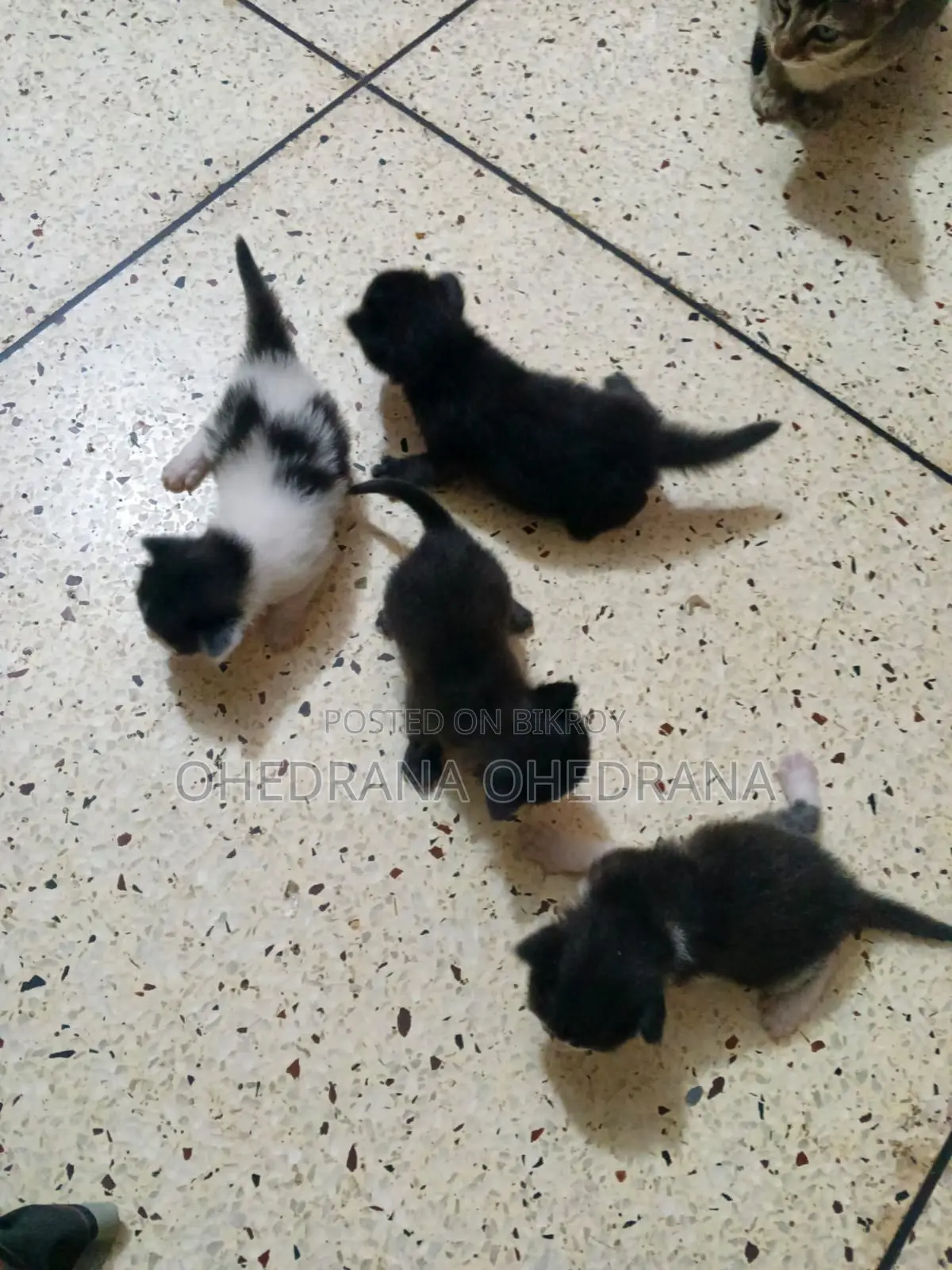 Cat Adoption