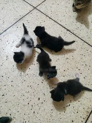 Cat Adoption