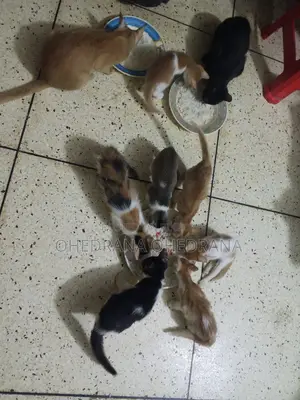 Cat Adoption