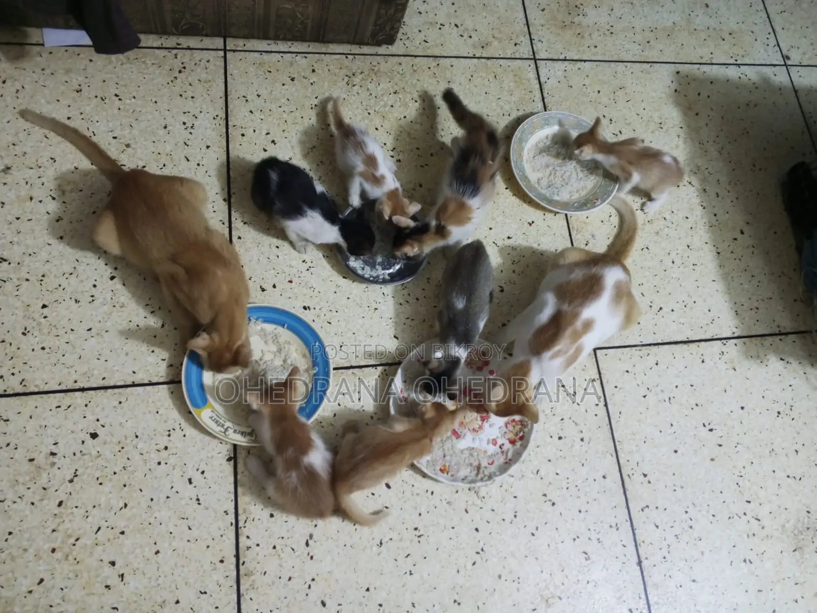 Cat Adoption