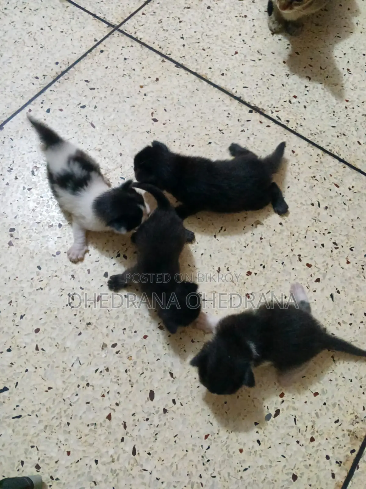 Cat Adoption