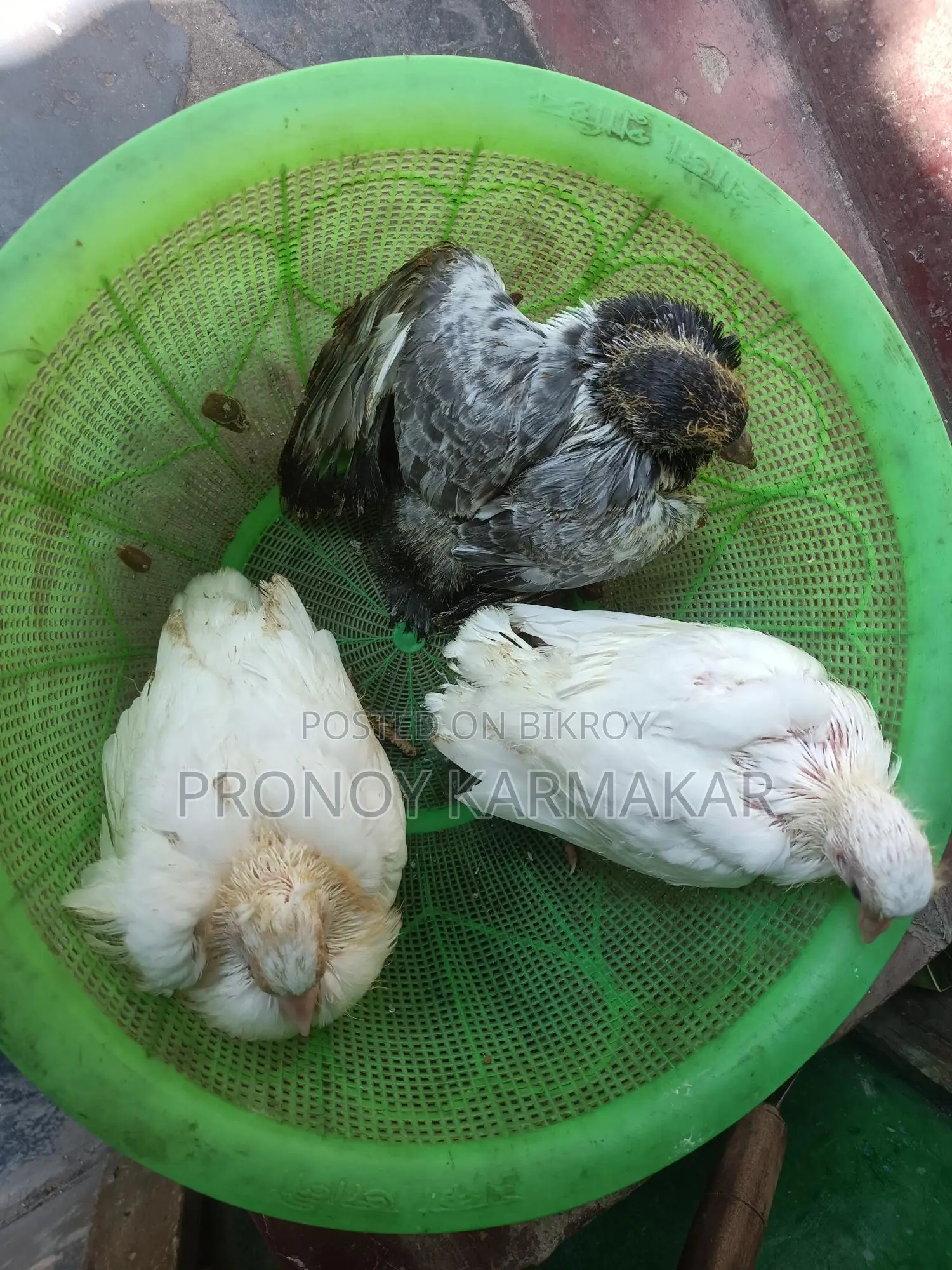 Pigeon Squabs