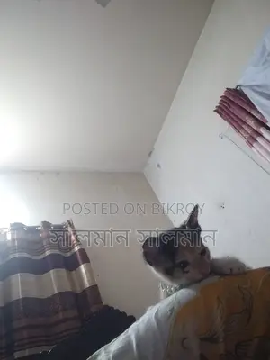 Kitten