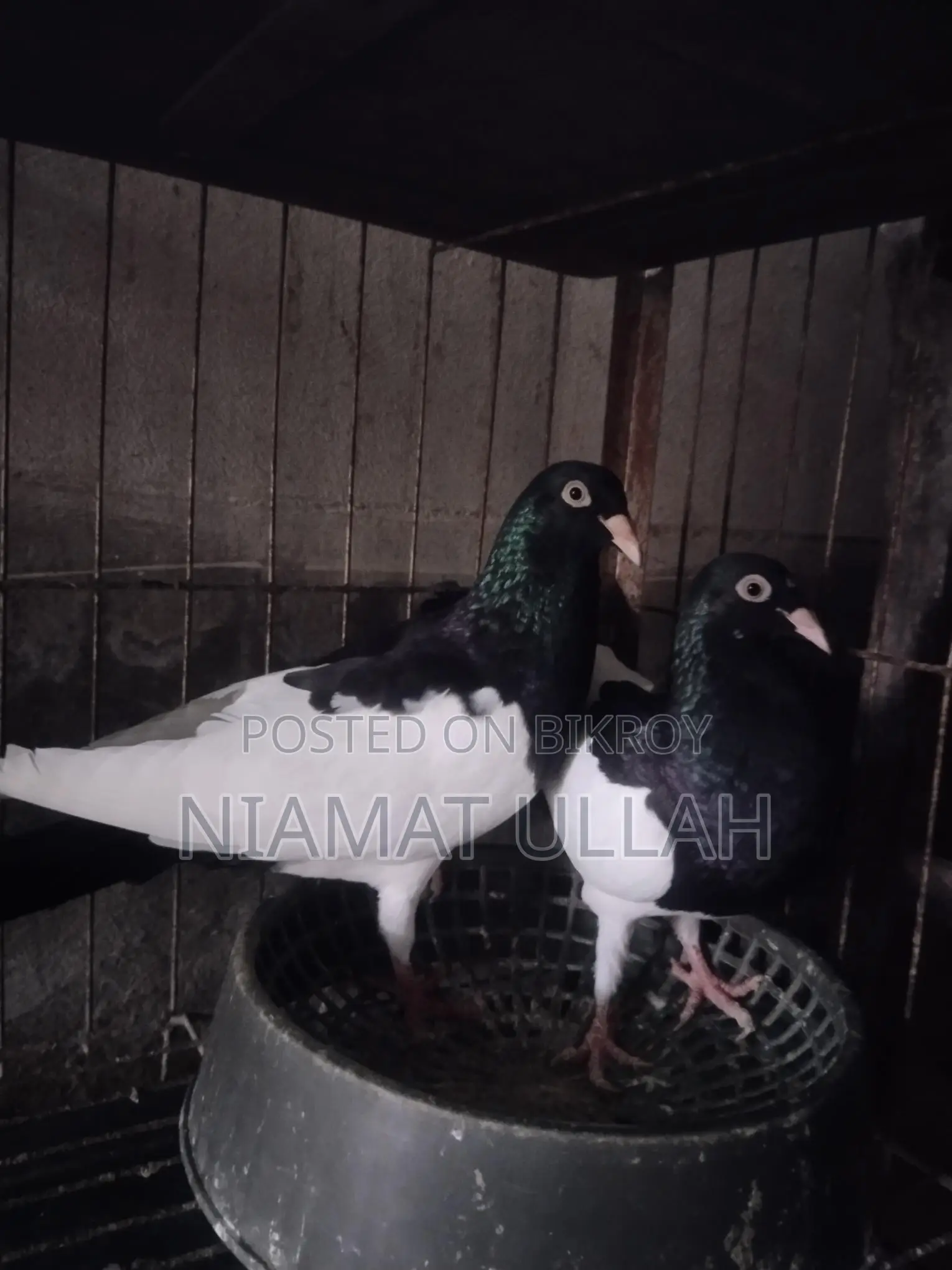 Black Magpie Pair