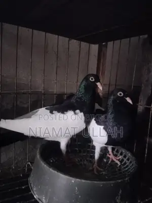 Black Magpie Pair