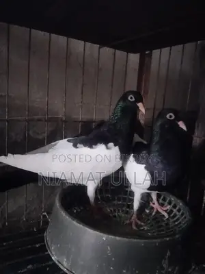 Black Magpie Pair