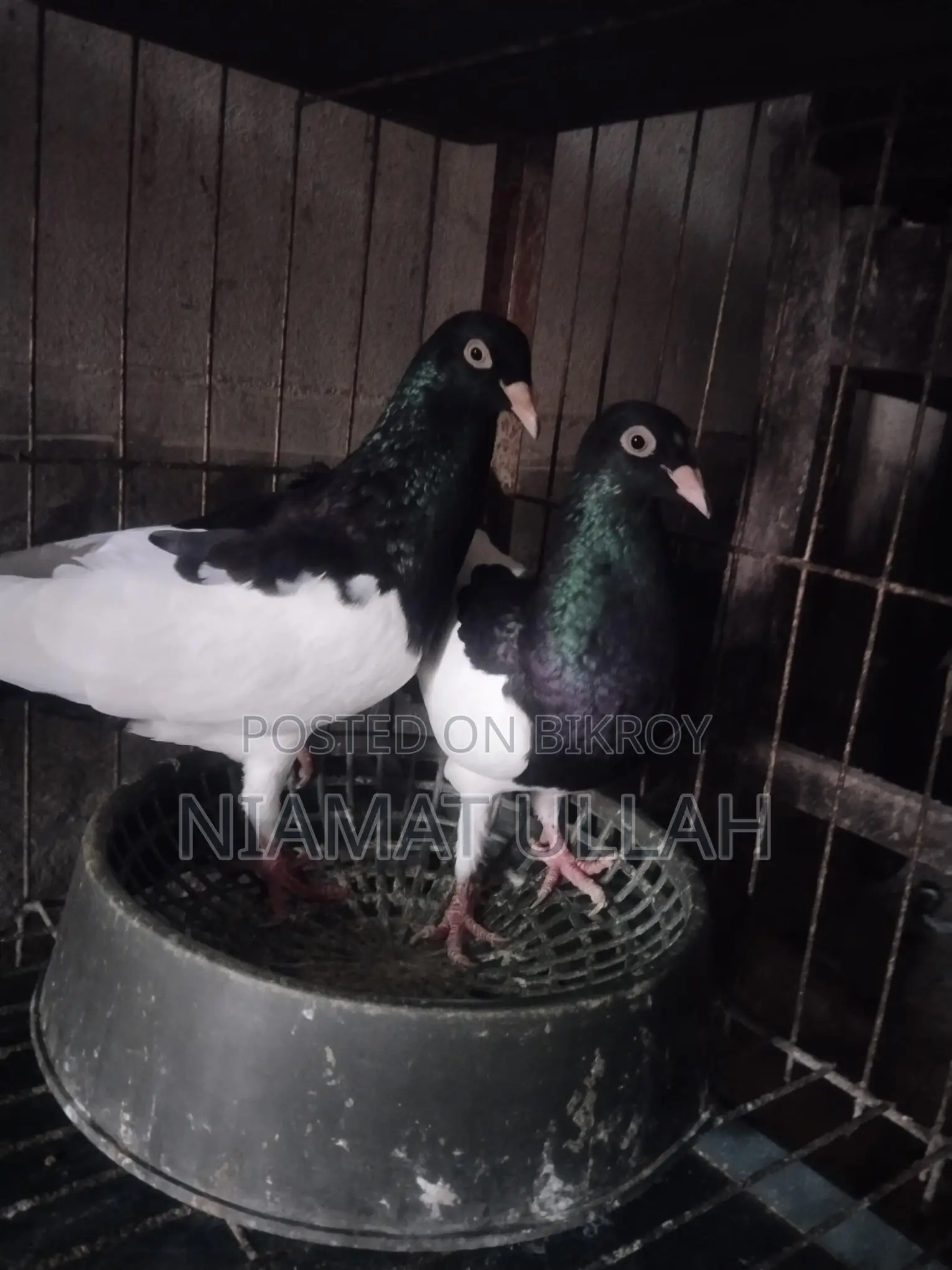 Black Magpie Pair