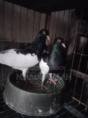 Black Magpie Pair