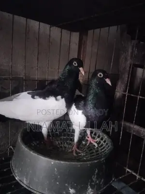 Black Magpie Pair