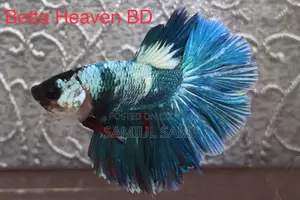 Halfmoon Betta
