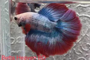 Halfmoon Betta